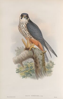 Falco subbuteo. Hobby. (1862-1873)