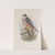 Falco subbuteo. Hobby. (1862-1873) by John Gould