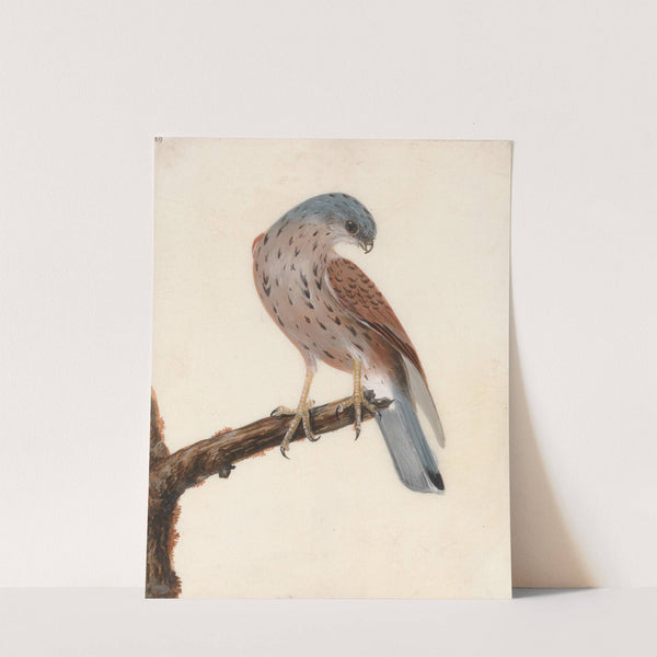 Falcon; Hen Krestel by William Lewin