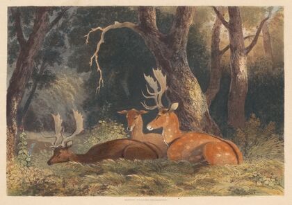 Fallow Deer (1836)