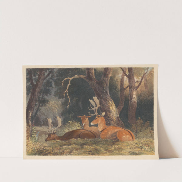 Fallow Deer (1836) by Newton Limbird Smith Fielding