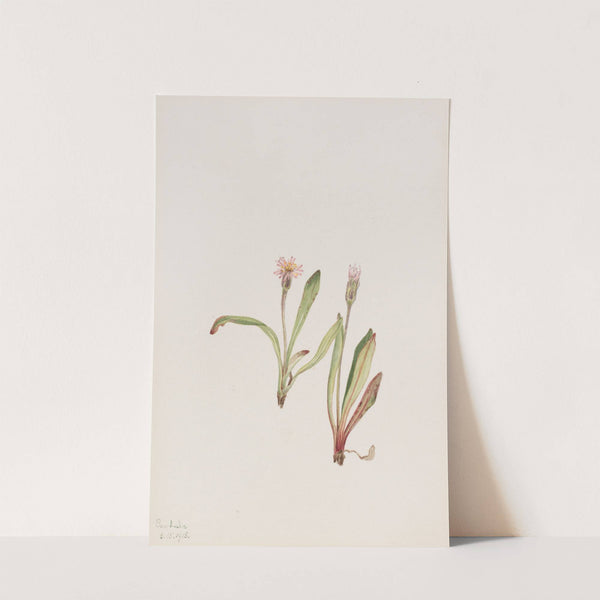 False Dandelion (Agoseris carnea) (1918) by Mary Vaux Walcott