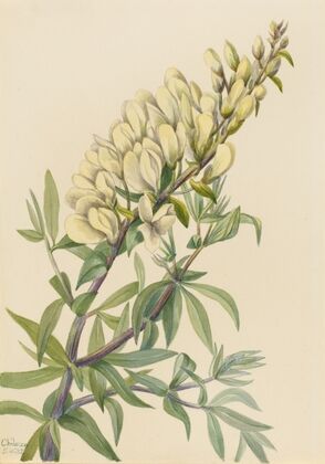 False Indigo (Baptista bructeata) (1932)