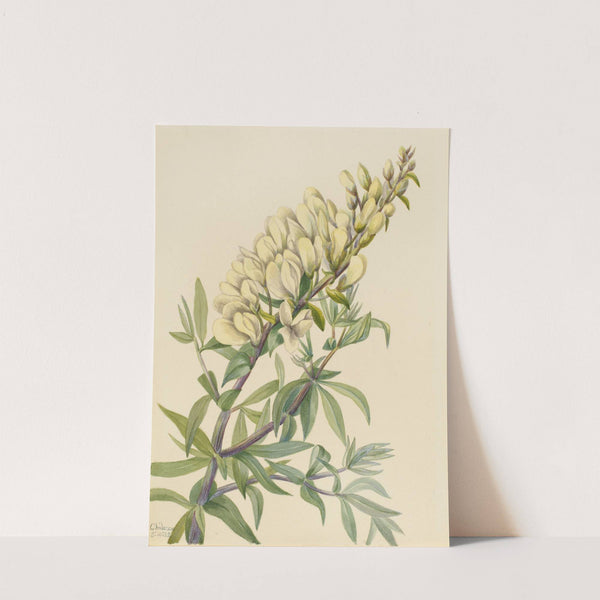 False Indigo (Baptista bructeata) (1932) by Mary Vaux Walcott
