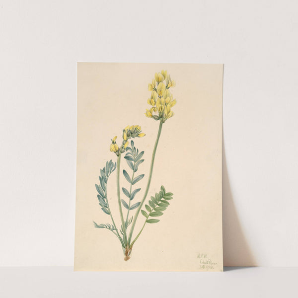 False Locoweed (Oxytropia gracilis) (1920) by Mary Vaux Walcott