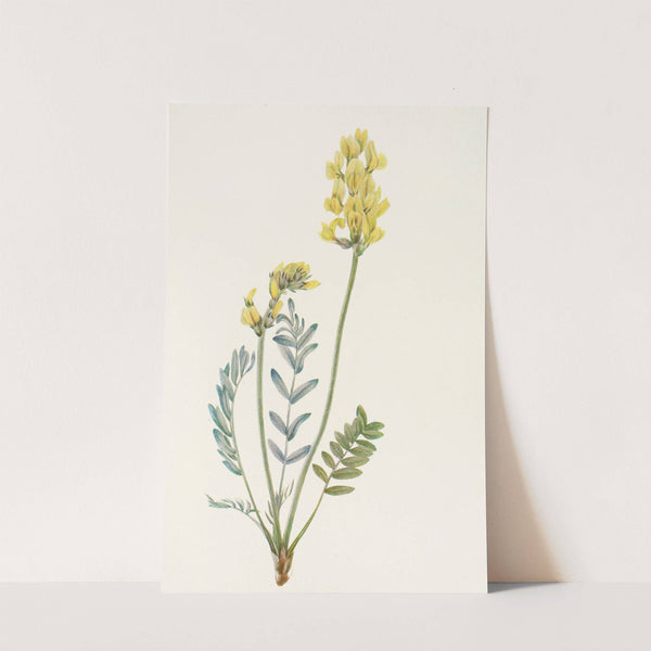 False Locoweed. (Oxytropis gracilis) (1925) by Mary Vaux Walcott