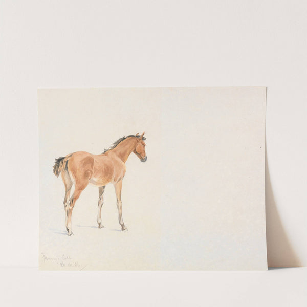 'Fanny's Colt', July 26, 1886 by John Frederick Tayler