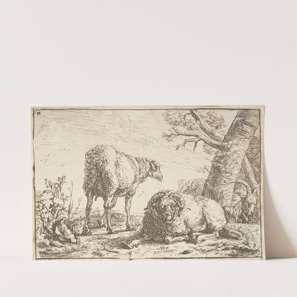 Får, vædder og ged by Barend Graat