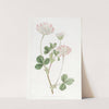 Farded Clover (1815-1819) by Sydenham Edwards