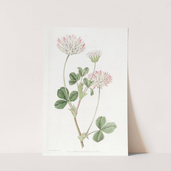 Farded Clover (1815-1819) by Sydenham Edwards
