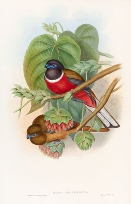 Fasciated Trogon