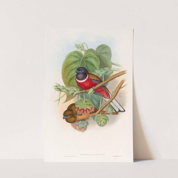 Fasciated Trogon by John Gould