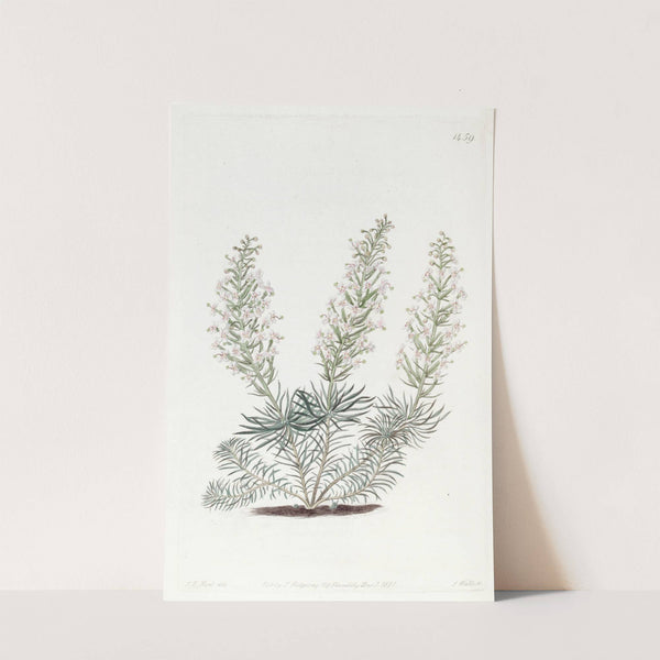 Fascicled Stylidium by Sydenham Edwards