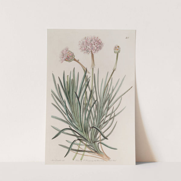 Fascicled Thrift by Sydenham Edwards