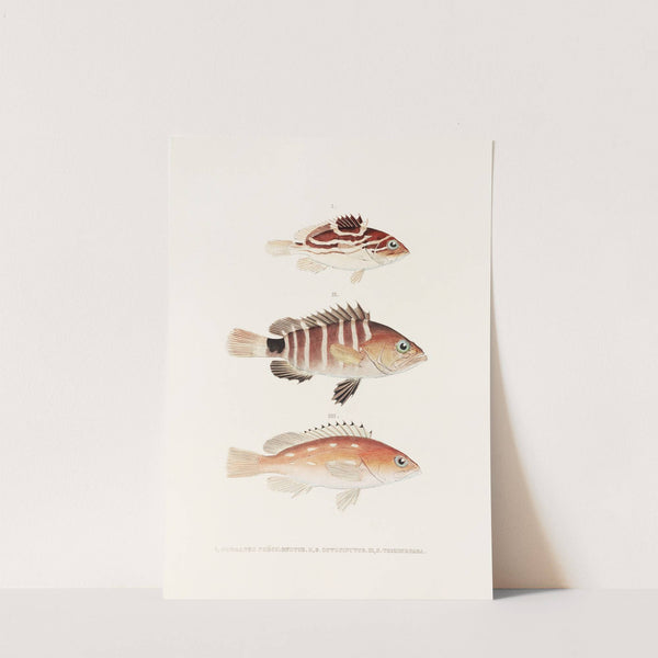 Fauna japonica Pl.007 by Philipp Franz Balthasar von Siebold