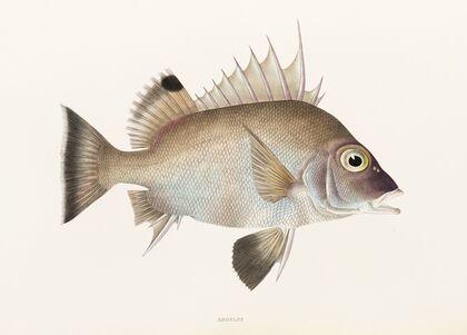 Fauna japonica Pl.012