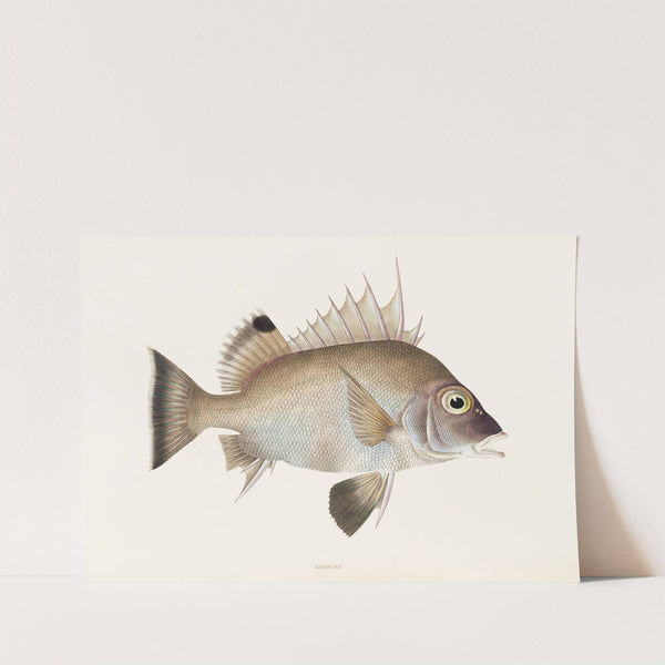 Fauna japonica Pl.012 by Philipp Franz Balthasar von Siebold