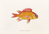 Fauna japonica Pl.013