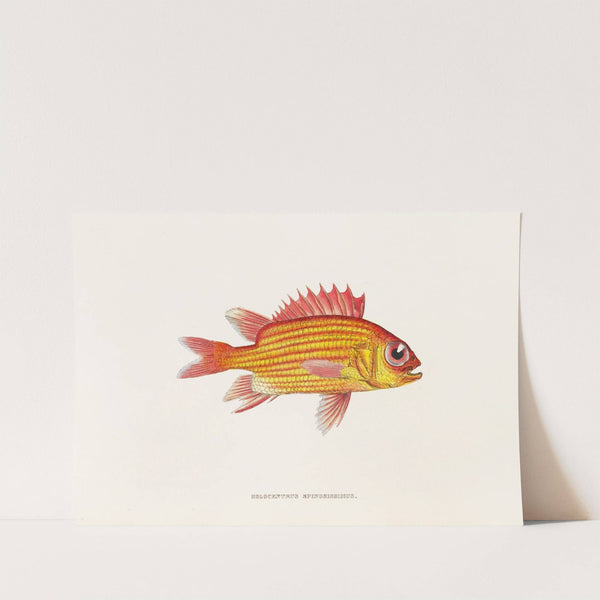 Fauna japonica Pl.013 by Philipp Franz Balthasar von Siebold