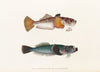 Fauna japonica Pl.014