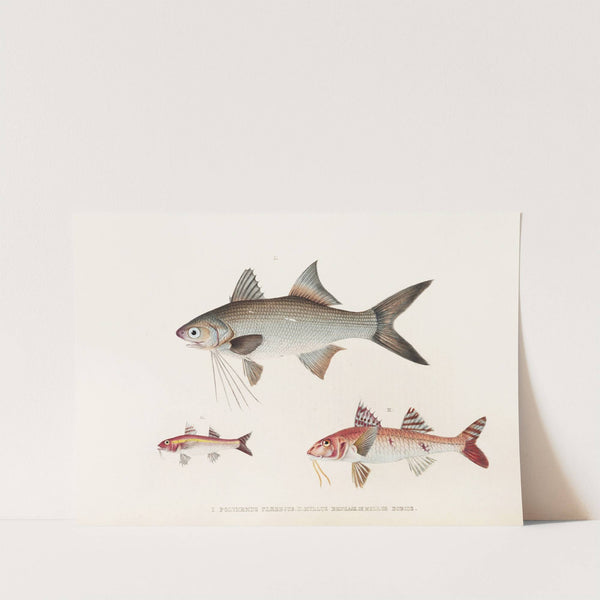 Fauna japonica Pl.019 by Philipp Franz Balthasar von Siebold