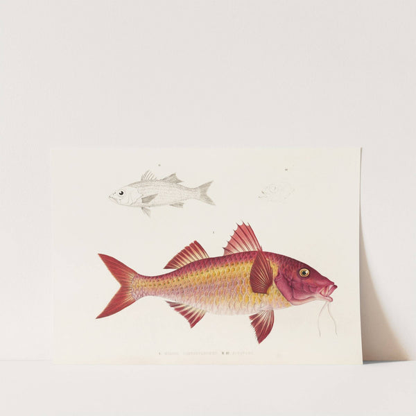 Fauna japonica Pl.020 by Philipp Franz Balthasar von Siebold