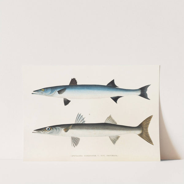 Fauna japonica Pl.021 by Philipp Franz Balthasar von Siebold