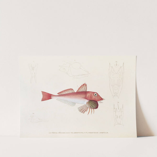 Fauna japonica Pl.022 by Philipp Franz Balthasar von Siebold