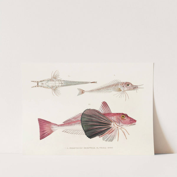 Fauna japonica Pl.023 by Philipp Franz Balthasar von Siebold