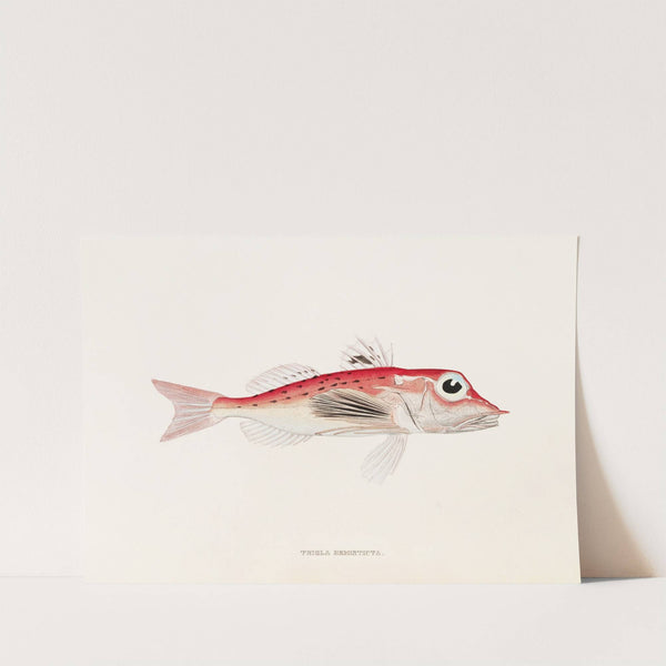 Fauna japonica Pl.024 by Philipp Franz Balthasar von Siebold