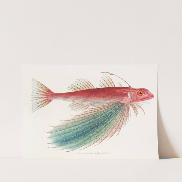 Fauna japonica Pl.026 by Philipp Franz Balthasar von Siebold