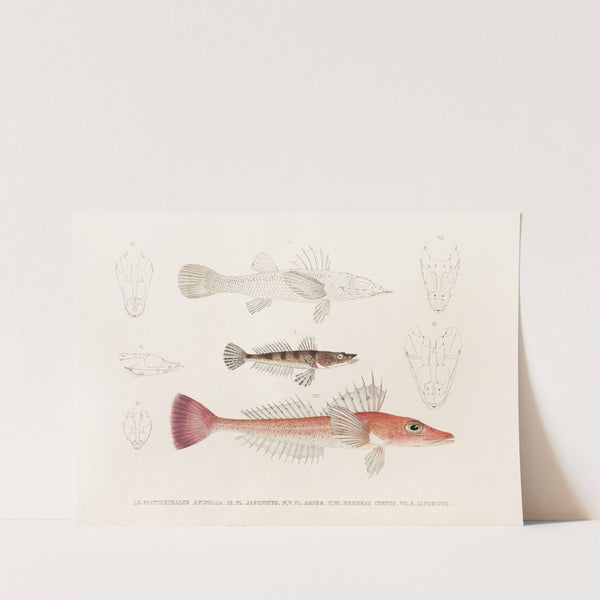 Fauna japonica Pl.027 by Philipp Franz Balthasar von Siebold