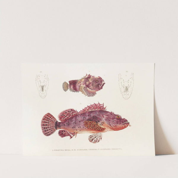 Fauna japonica Pl.028 by Philipp Franz Balthasar von Siebold