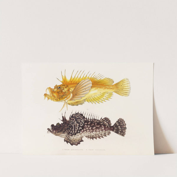 Fauna japonica Pl.029 by Philipp Franz Balthasar von Siebold