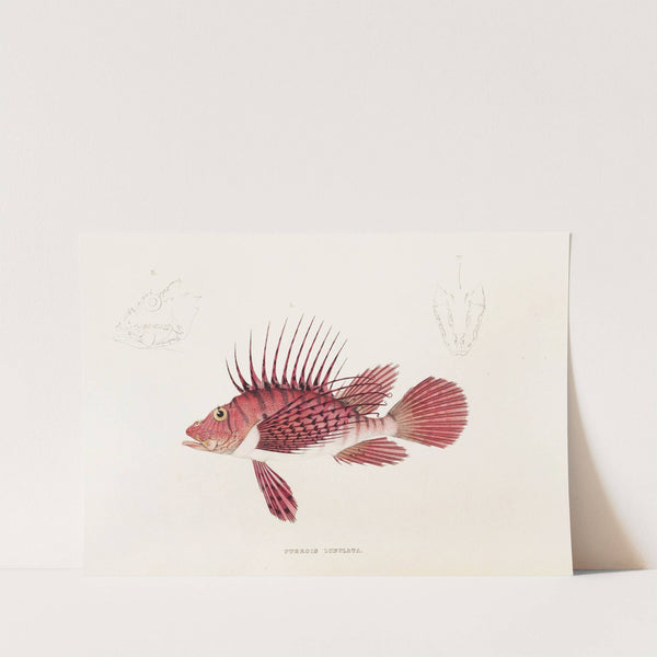 Fauna japonica Pl.030 by Philipp Franz Balthasar von Siebold