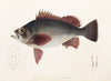 Fauna japonica Pl.031
