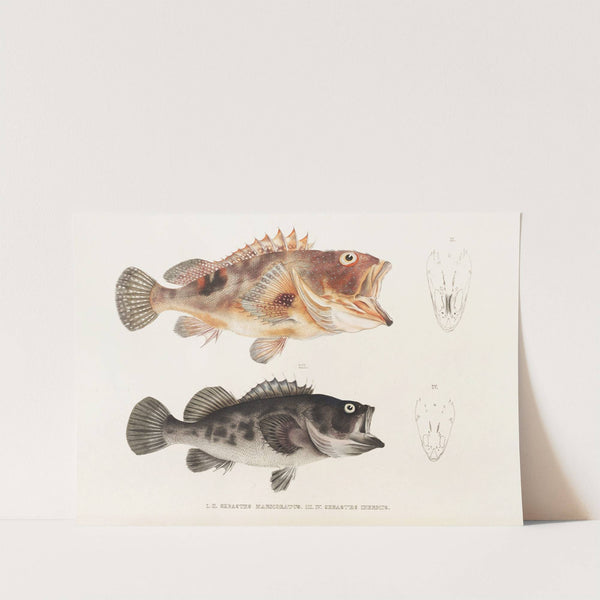 Fauna japonica Pl.032 by Philipp Franz Balthasar von Siebold