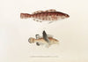 Fauna japonica Pl.034