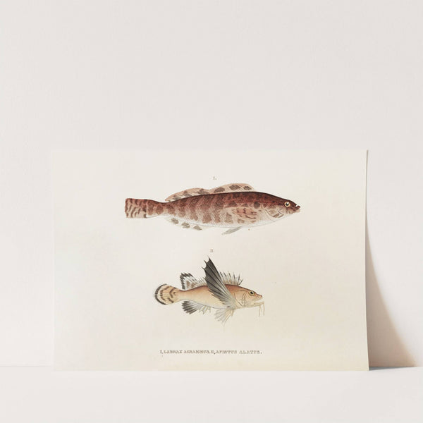 Fauna japonica Pl.034 by Philipp Franz Balthasar von Siebold