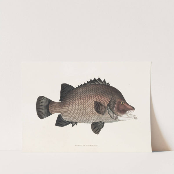 Fauna japonica Pl.037 by Philipp Franz Balthasar von Siebold