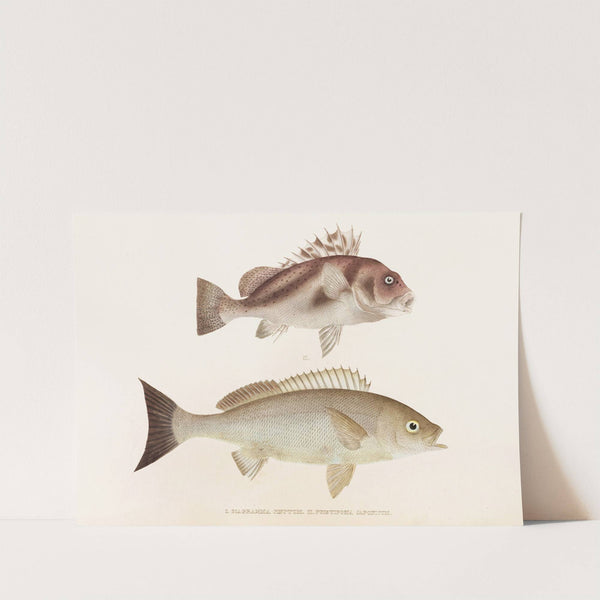 Fauna japonica Pl.038 by Philipp Franz Balthasar von Siebold