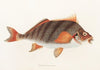 Fauna japonica Pl.042