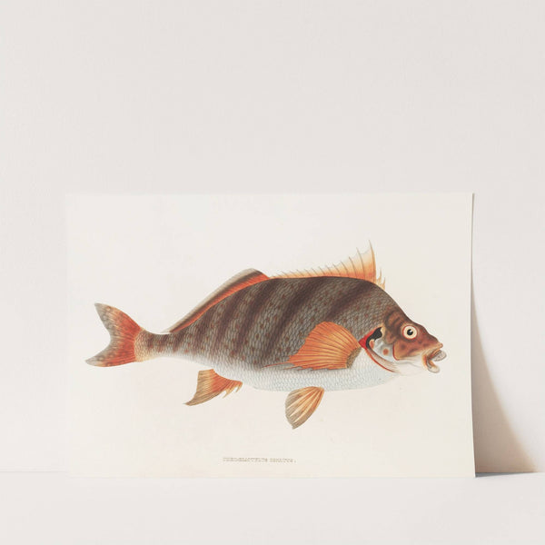 Fauna japonica Pl.042 by Philipp Franz Balthasar von Siebold