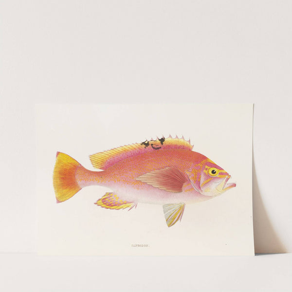 Fauna japonica Pl.043 by Philipp Franz Balthasar von Siebold