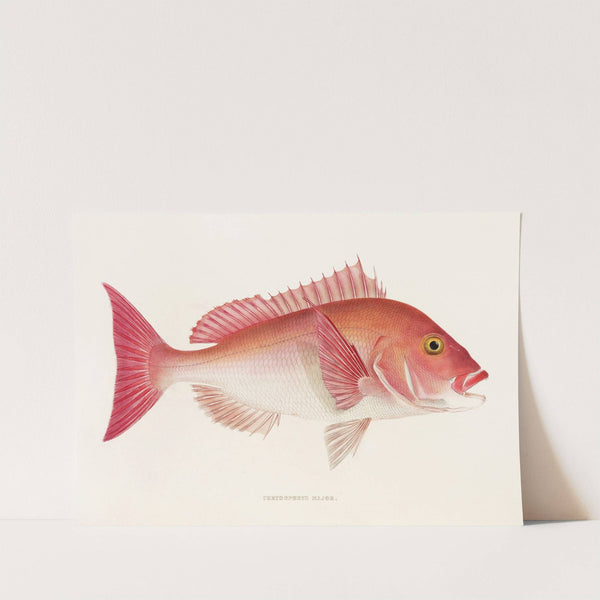 Fauna japonica Pl.048 by Philipp Franz Balthasar von Siebold