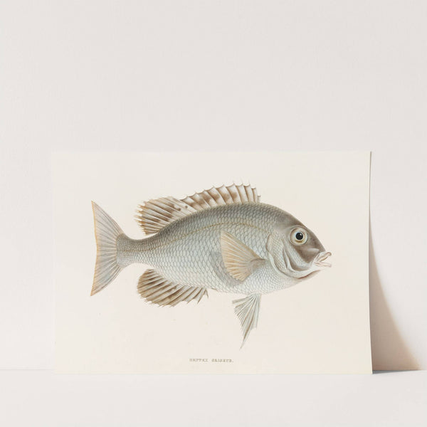 Fauna japonica Pl.049 by Philipp Franz Balthasar von Siebold