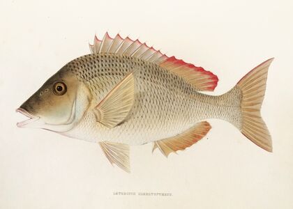 Fauna japonica Pl.051