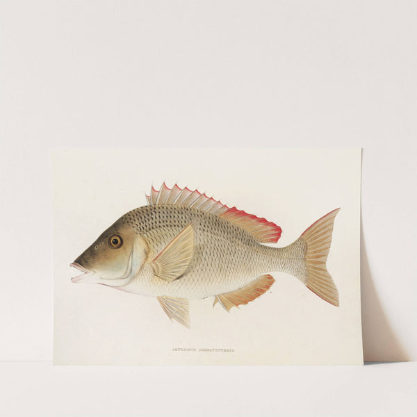 Fauna japonica Pl.051 by Philipp Franz Balthasar von Siebold