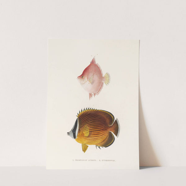 Fauna japonica Pl.055 by Philipp Franz Balthasar von Siebold