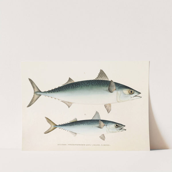 Fauna japonica Pl.060 by Philipp Franz Balthasar von Siebold